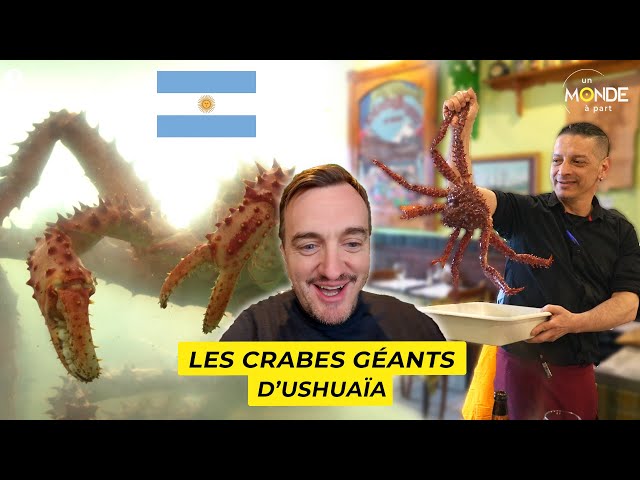 Antarctique : les crabes géants d'Ushuaïa - Un Monde à part