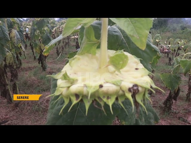 INCREASING SUNFLOWER PRODUCTION IN UGANDA NASARRI TO RELEASE TEN NEW SUNFLOWER HYBRID VARIETIES.