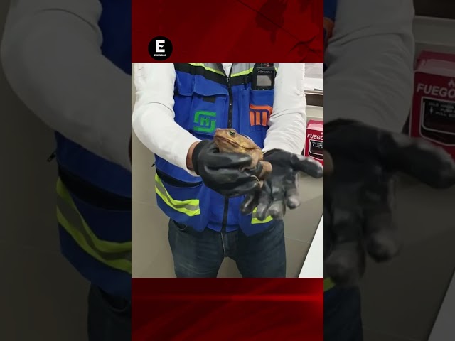 Un sapo fue rescatado en el Metro Pantitlán