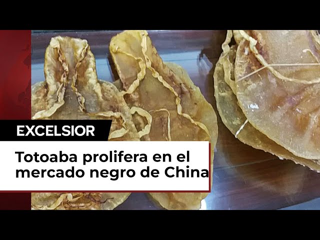 Buches de la totoaba son muy cotizados en el mercado negro de China