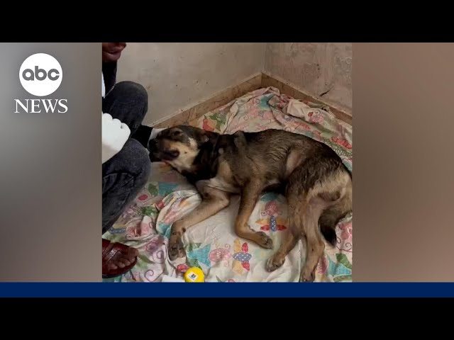 Animal rescuer in Gaza hopes to save hundreds of animals