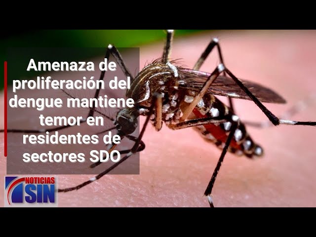 Amenaza de proliferación del dengue mantiene temor en residentes de sectores SDO