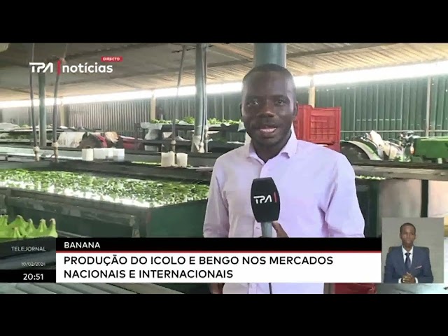 ⁣Banana - Produção do Icolo e Bengo nos mercados nacionais e internacionais