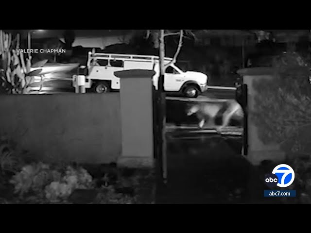 Mountain lion spotted near homes in Lake Elsinore