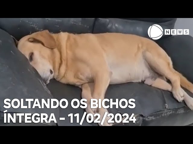 Soltando os Bichos - 11/02/2024