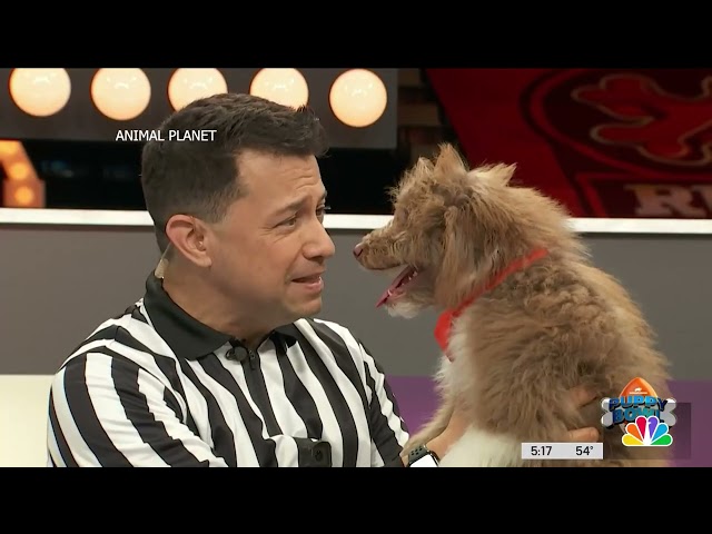 A look at the local dogs competing in Sunday's Puppy Bowl