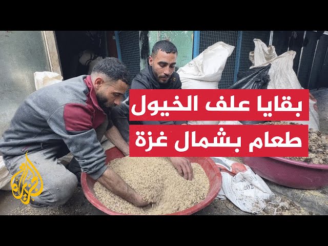 ⁣"بسبب ندرة الطعام".. أهالي شمال غزة يلجأون لأكل بقايا علف الخيول