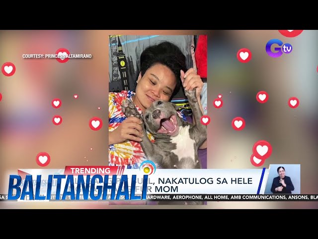 ⁣Alagang pit bull, nakatulog sa hele ng kaniyang fur mom | BT