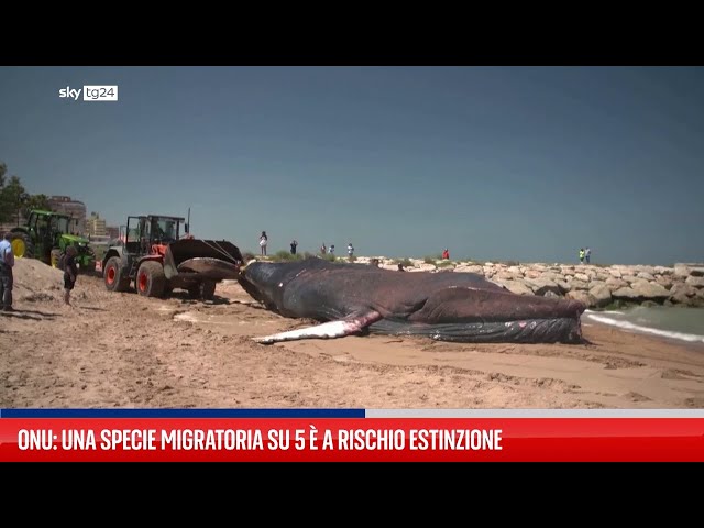 ⁣Una specie migratoria su 5 a rischio estinzione