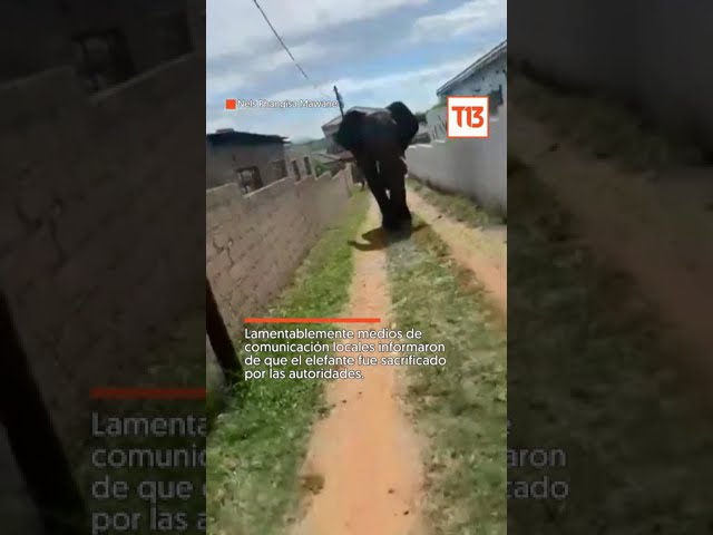 Elefante escapa de Parque Nacional en Sudáfrica