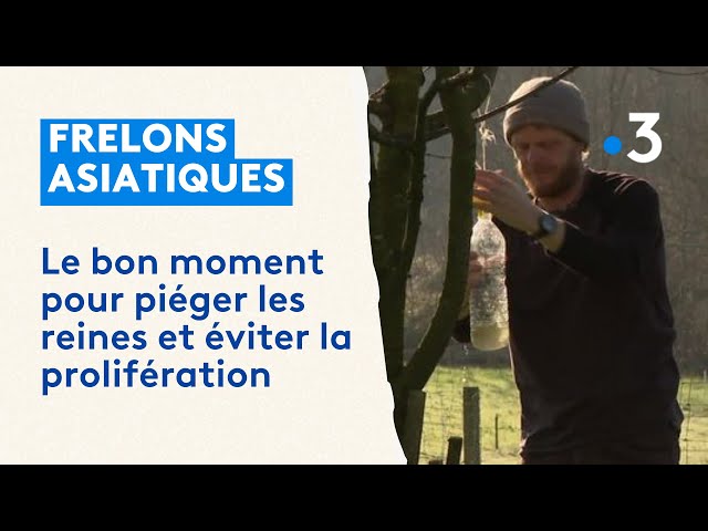 Comment piéger les frelons asiatiques ? Les conseils et le meilleur moment selon un spécialiste