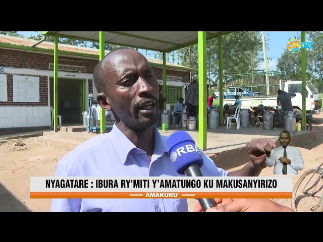 ⁣Nyagatare: Aborozi babangamiwe n'ibura ry'imiti y'amatungo ku makusanyirizo