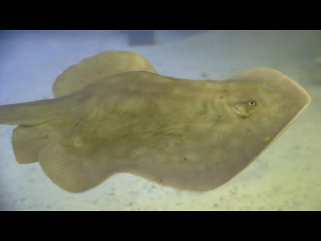 Stingray, possibly impregnated by shark, about to give birth at NC aquarium