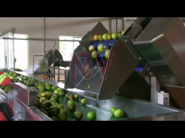 Soroti fruit factory struggles despite investment