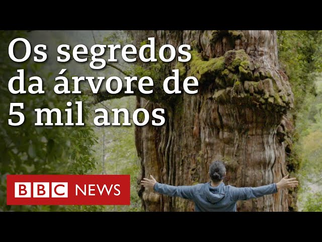 ⁣A árvore de 5 mil anos na Patagônia que traz pistas sobre clima da Terra