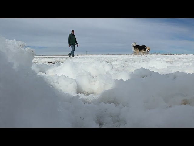 Petition receives thousands of signatures to prevent Colorado dog park from shrinking