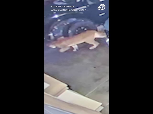 Mountain lion caught on video prowling near homes in Lake Elsinore