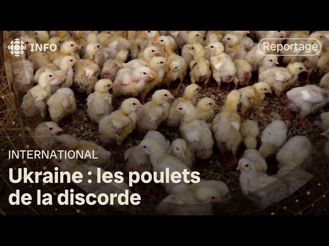 ⁣Les poulets de la discorde