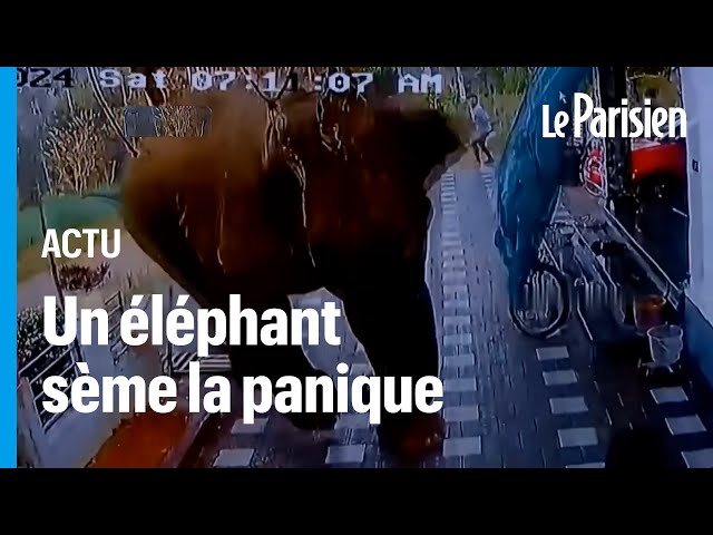 Inde : l’attaque d’un éléphant déclenche la colère de tout un village