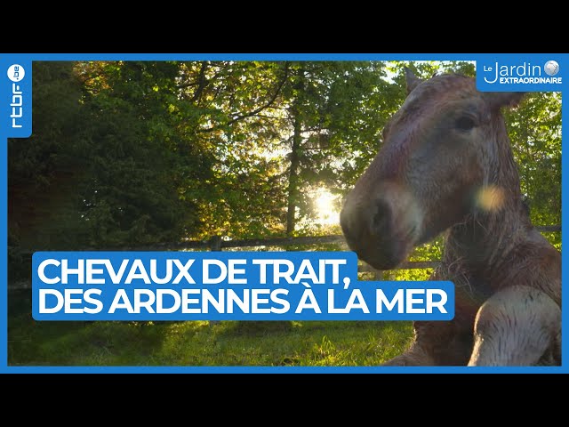 Chevaux de trait : des Ardennes à la mer - Le Jardin Extraordinaire 