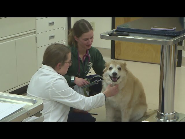 Colorado leaders want to make sure there isn't a shortage of veterinarians in the state