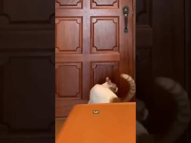 La inteligencia de este gato es impresionante 