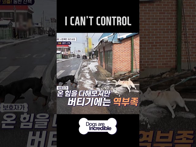 I CAN'T CONTROL  #Dogsareincredible #개는훌륭하다 #Ep206 | KBS WORLD TV 240213