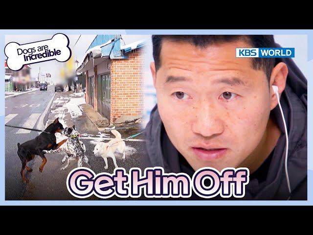 Get Him Off [Dogs are incredible : EP.206-2] | KBS WORLD TV 240213