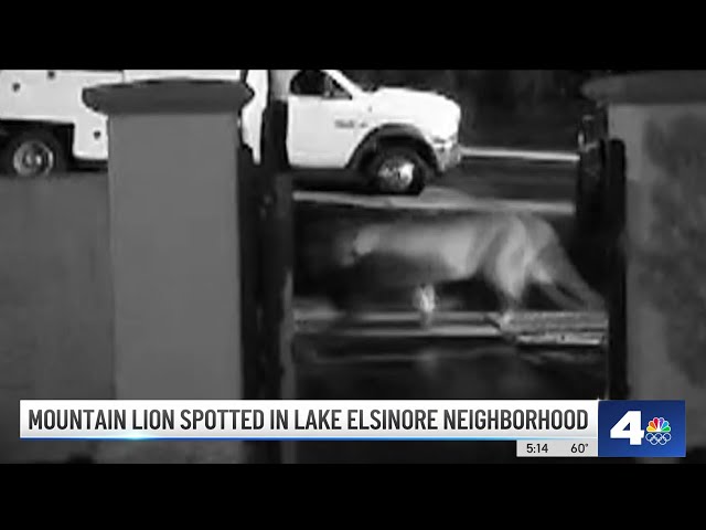 Mountain lion spotted in Lake Elsinore neighborhood