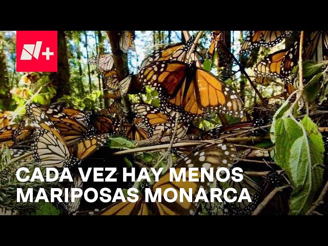 Mariposas Monarca "desaparecen" en Temascaltepec, Edomex; pobladores dependen de esta espe