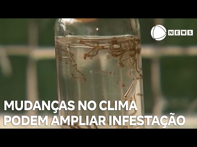 Estudo liga mudanças no clima à proliferação da dengue