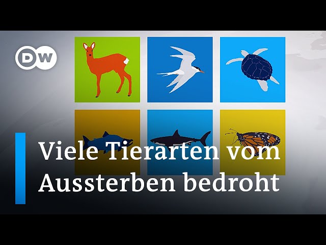 UN warnen: Wandernde Tierarten sind vom Aussterben bedroht | DW Nachrichten