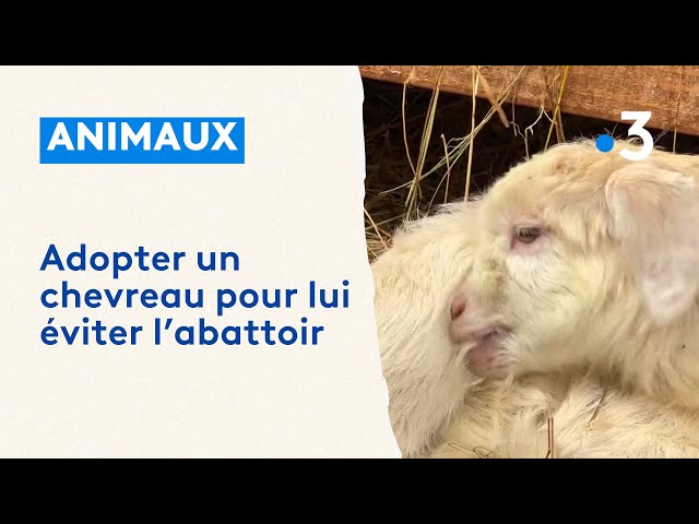 Pour leur éviter l'abattoir, cette éleveuse propose des chevreaux à l'adoption