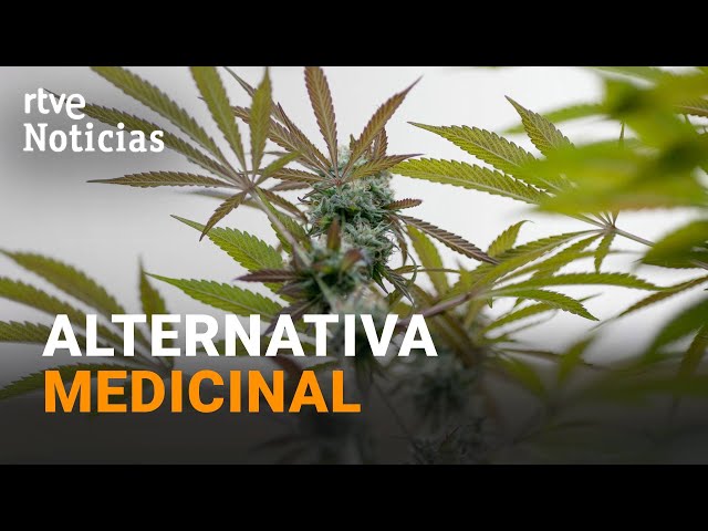 CANNABIS: SANIDAD INICIA los TRÁMITES para REGULARLO, su USO está AVALADO por la OMS | RTVE Noticias