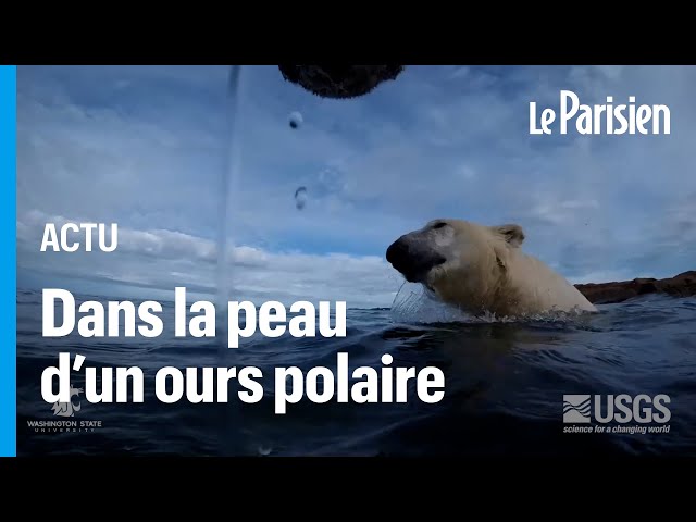 Réchauffement climatique : dans la peau d'un ours blanc au Canada