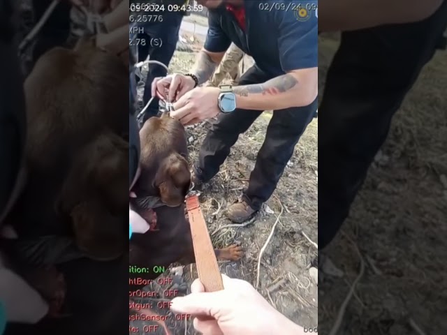 Dog found alone and with a zip tie around his snout has been adopted by the police officer