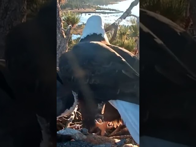 People tuning in for livestream of bald eagles tending to rare three egg nest