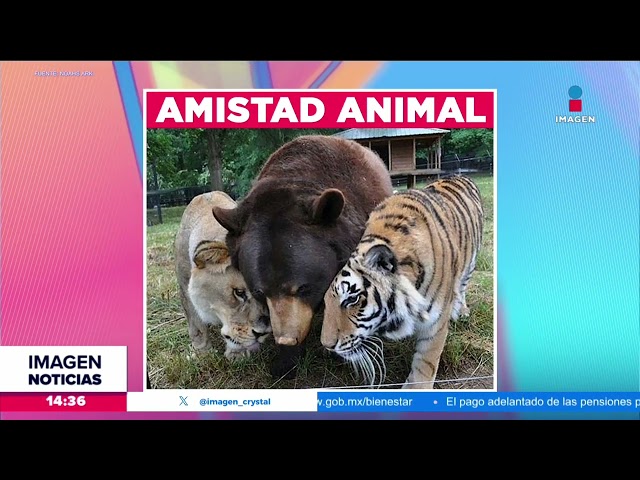 ⁣La historia de amistad entre un oso, un tigre y un león