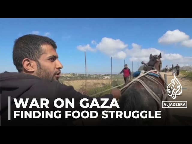 Families struggle to find food in besieged Gaza, resorting to animal feed and unusual crops