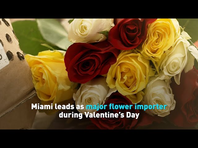 Miami leads as major flower importer during Valentine’s Day