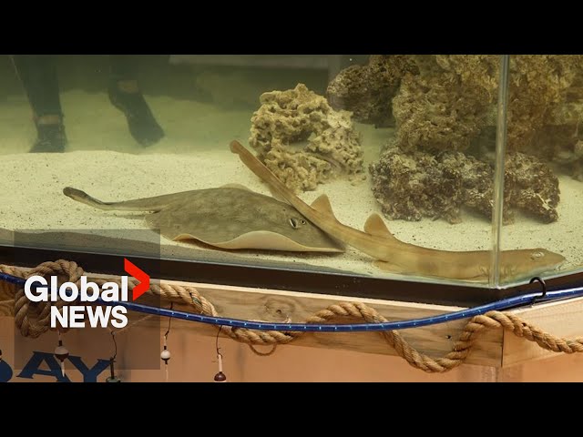 Virgin birth or shark dad? Stingray gets pregnant at aquarium without male companion