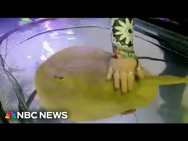 Mysterious stingray pregnancy leaves many to wonder if shark is father