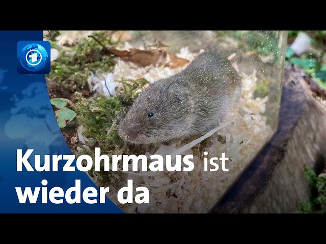 ⁣Fund in Bayern: Extrem seltene Maus wiederentdeckt