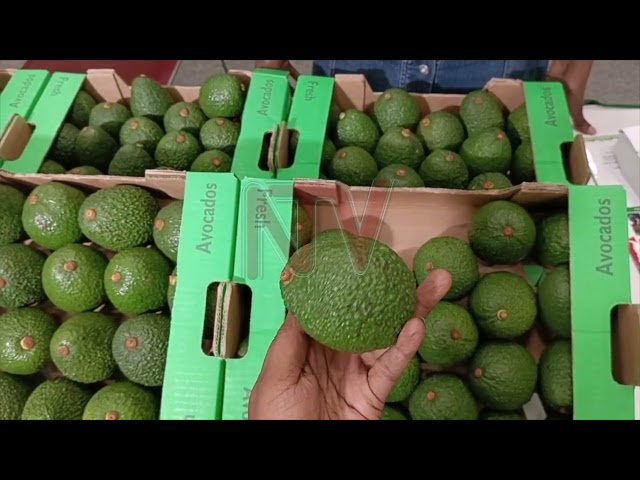 Uganda targets growth in Hass avocado exports