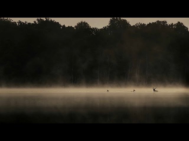 Vincent Munier nous emmène "En Forêt" au plus près du monde animal sauvage