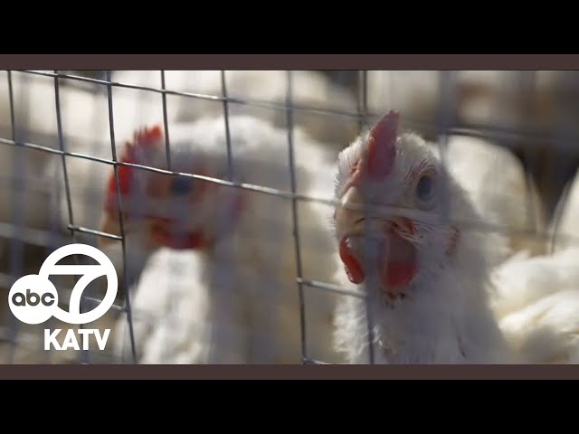 Arkansas poultry company closure leaves farmers high and dry, 1.3 million birds euthanized