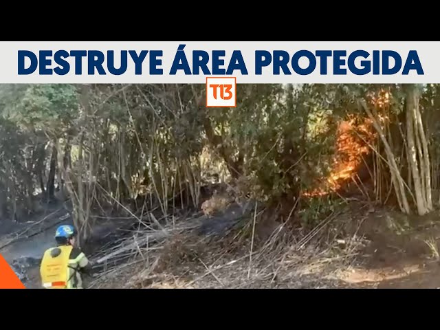 Incendio destruye 5 mil metros de área protegida en Temuco: Senapred declaró Alerta Roja