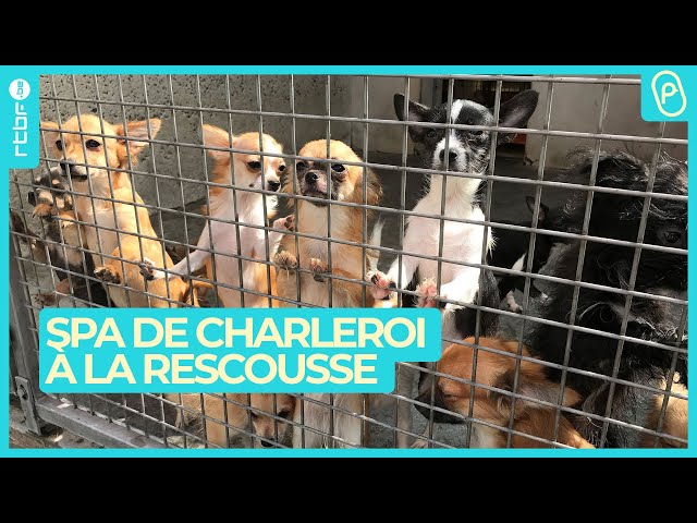 SPA de Charleroi : à la rescousse du refuge pour animaux - On n'est pas des Pigeons