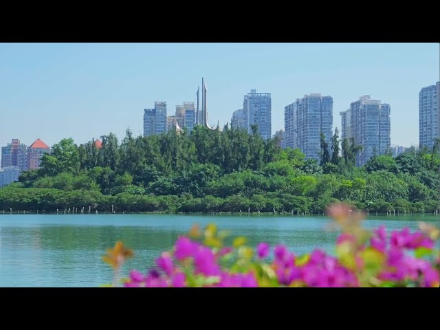 Yundang Lake: from black water lake to flourishing haven for birds and locals