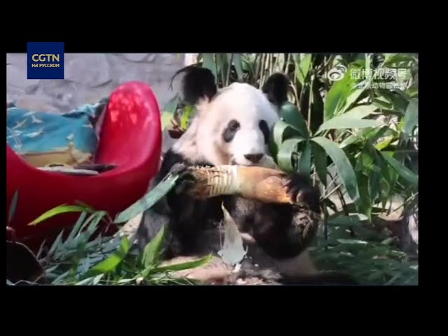 ⁣Счастливая жизнь панды Я Я в Пекинском зоопарке